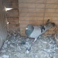 کبوتر پلاکی|پرنده|اردکان, |دیوار