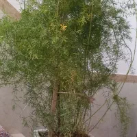 گل زیبا وخاص