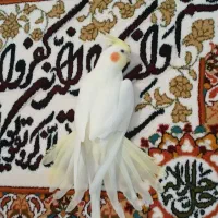 عروس هلندی ماده لوتینو