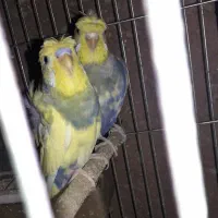 مرغ عشق پروانه ای دوگول رنگین کمانی با جوجه سرلاکی|پرنده|تهران, شمشیری|دیوار