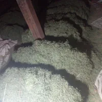 پرس گل یونجه