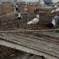 پرنده|پرنده|گنبد کاووس, |دیوار