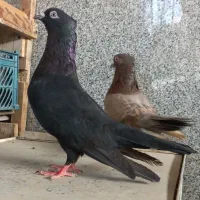 **سیاه و زرد پرشی**