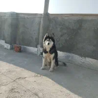 هاسکی چشم دو رنگ نر