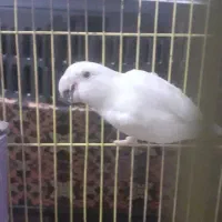 طوطی برزیلی