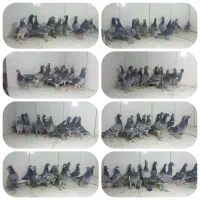 کبوتر پلاکی