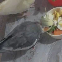 گمشده