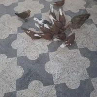 کبوتر