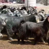 بزترکی روزگاری مادردختر