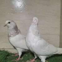 کبوتر سفید اراکی و بمبویی هندی بندر دیلم|پرنده|بندر ماهشهر, |دیوار