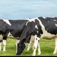 تبلیغات اینترنتی با موبایل داخل خانه خود