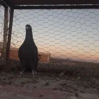 انگشتر کفتر