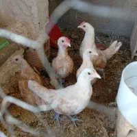سلام فروش یه جفت نیمچه مرغ و خروس سبرایت بوف