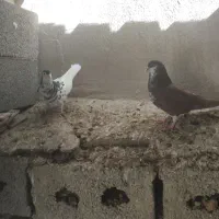 کبوتر شهری و زاغ