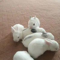 تعداد بچه خرگوش