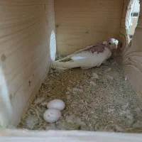 عروس هلندی مولد