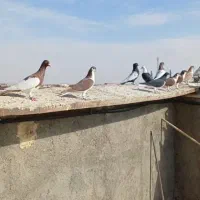 کفتر هوایی ضدوخوردی|پرنده|بردسکن, |دیوار