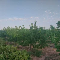 باغ فروشی دز جوشقان قالی