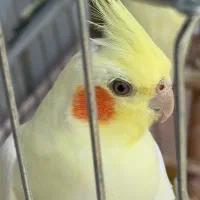 عروس هلندی نطفه دار