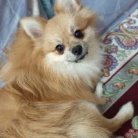 سگ پامر|سگ|قشم, |دیوار