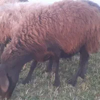 پنج راس میش و شیشک|حیوانات مزرعه|گلپایگان, |دیوار