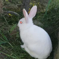 خرگوش هشت ماهه