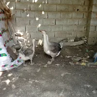 غوغاز جوانه