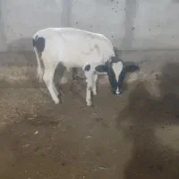گاو ماده گوساله و گاو گوشتی