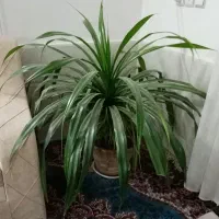 گل پاندانوس