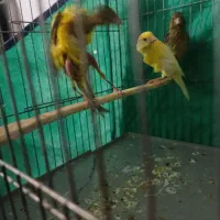 قناری جیور|پرنده|کرمانشاه, |دیوار