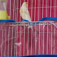 قناری موزاییکی|پرنده|خواف, |دیوار