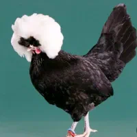 جوجه سلطان لهستان برهما  ارسال ازملایر  کلی و جزئی