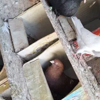 زاغ.سرخ ابادانی