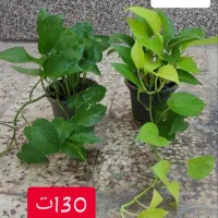 گل و گیاه هدیه روز مادر|گل و گیاه طبیعی|اهواز, شهدای انتظامی|دیوار