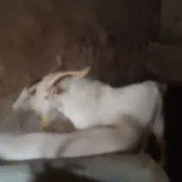 نر بز سانن یک سال ونیم برای اصلاح نژاد|حیوانات مزرعه|لاران, |دیوار