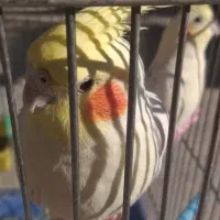 عروس هلندی لوتینو|پرنده|کبودرآهنگ, |دیوار