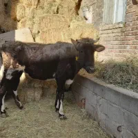 گاو تلیسه گوساله