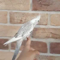 عروس هلندی ایزابلا