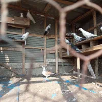 تعدادی کبوتر پروازی جوان