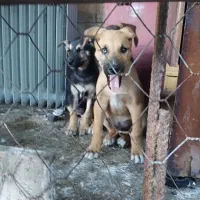 توله سگ برا واگذاری