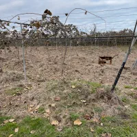 6-هزار-باغ-کیوی-پر-محصول-تک-برگ-سند-بانوی-ملک