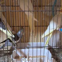 جوجه عروس هلندی سه ماهه|پرنده|رشت, نخودچر|دیوار