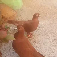 کبوتر  جفت سرخ.