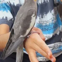 عروس هلندی دستی سینامون  معاوضه هم دارم