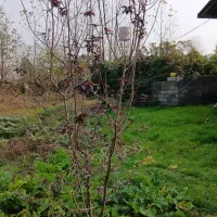 نهال گوجه قرمز پربار چهار ساله