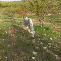 فروش الاغ