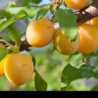 فروش آلو خوانساری ارگانیک