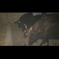 گوساله