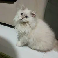 بچه گربه بریتیش