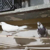 سفید شمرونی|پرنده|تهران, شهرک استقلال|دیوار